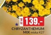chrysanthemum mix