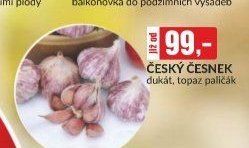 český česnek