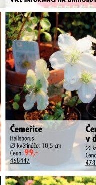 Čemeřice (Helleborus)