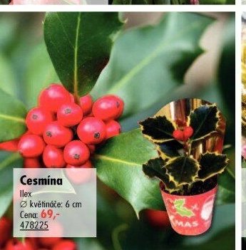 Cesmína (Ilex)
