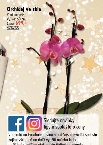 Orchidej ve skle