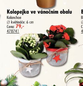 Kolopejka ve vánočním obalu
