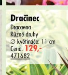 Dračinec