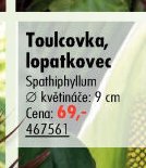 Toulcovka, lopatkovec