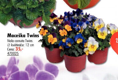 Maceška Twins