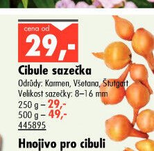 Cibule sazečka