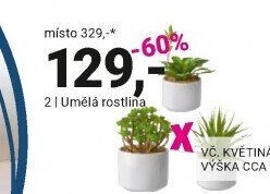 UMĚLÁ ROSTLINA „SUKKULENT“