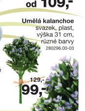 Umělá kalanchoe