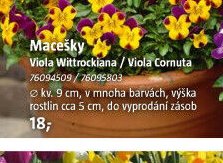 Macešky