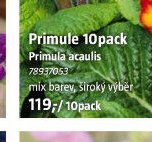 Primule 10pack