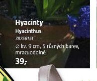 Hyacinty