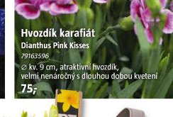 Hvozdík karafiát