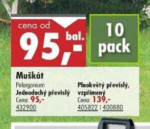 Muškát Pelargonium Jednoduchý převislý