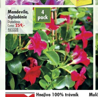 Mandevila, dipladénie
