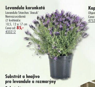 Levandule korunkatá