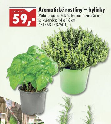 Aromatické rostliny – bylinky