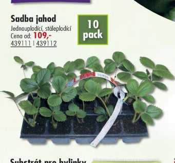 Sadba jahod