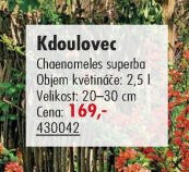 Kdoulovec
