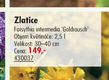 Zlatice
