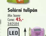 Solární tulipán