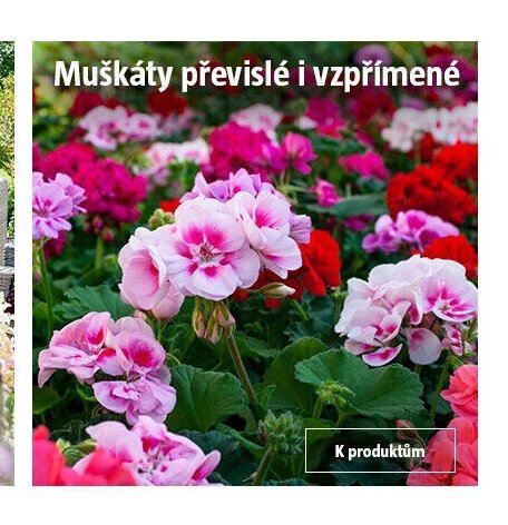 Muškáty převislé i vzpřímené