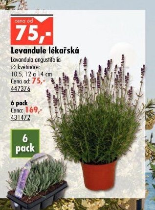 Levandule lékařská