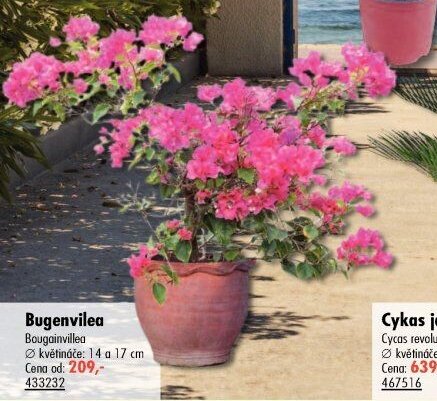Bugenvilea