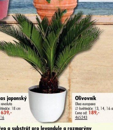 Cykas japonský