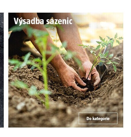 Výsadba sazenic