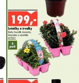 Letničky a trvalky