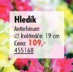 Hledík (Antirrhinum)