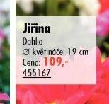 Jiřina (Dahlia)