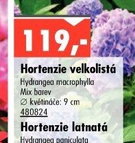 Hortenzie velkolistá (Hydrangea macrophylla)