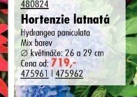 Hortenzie latnatá (Hydrangea paniculata)