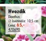 Hvozdík (Dianthus)