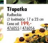 Třapatka (Rudbeckia)