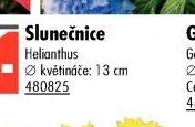 Slunečnice (Helianthus)