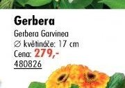 Gerbera (Gerbera Garvinea)
