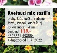 Kvetoucí mix rostlin