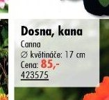 Dosna, kana (Canna)