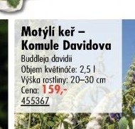 Motýlí keř – Komule Davidova