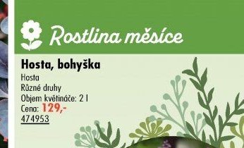 Hosta, bohyška