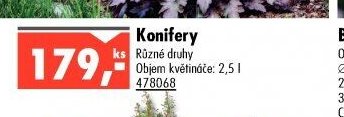 Konifery