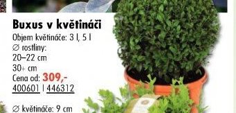 Buxus v květináči