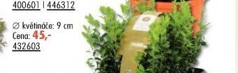 Buxus v květináči (9 cm)