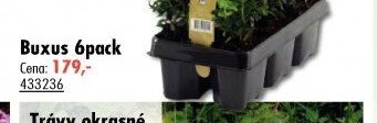 Buxus 6pack