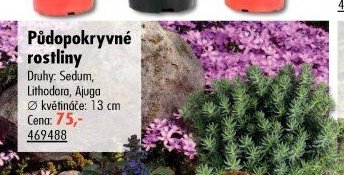 Půdopokryvné rostliny