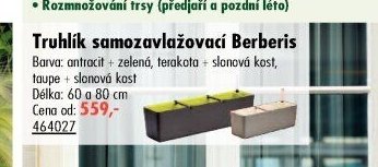 Truhlík samozavlažovací Berberis