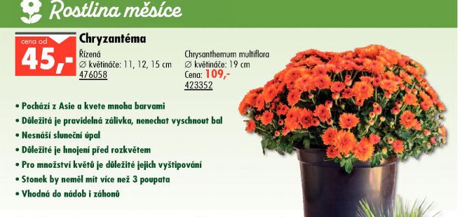 Chryzantéma