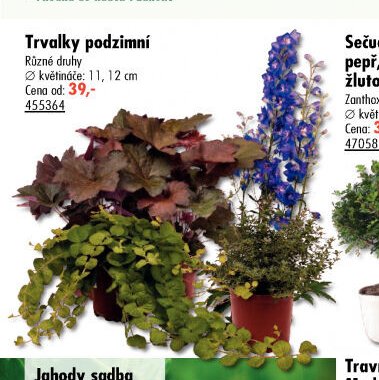 Trvalky podzimní